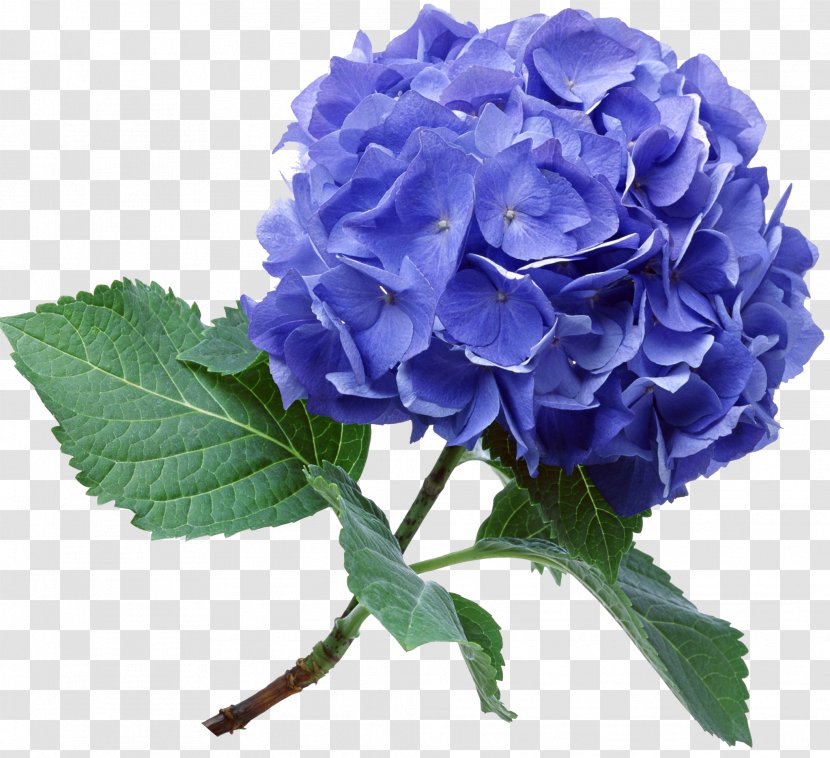 Blue Rose Hydrangea Flower Bouquet Garden Roses Transparent PNG