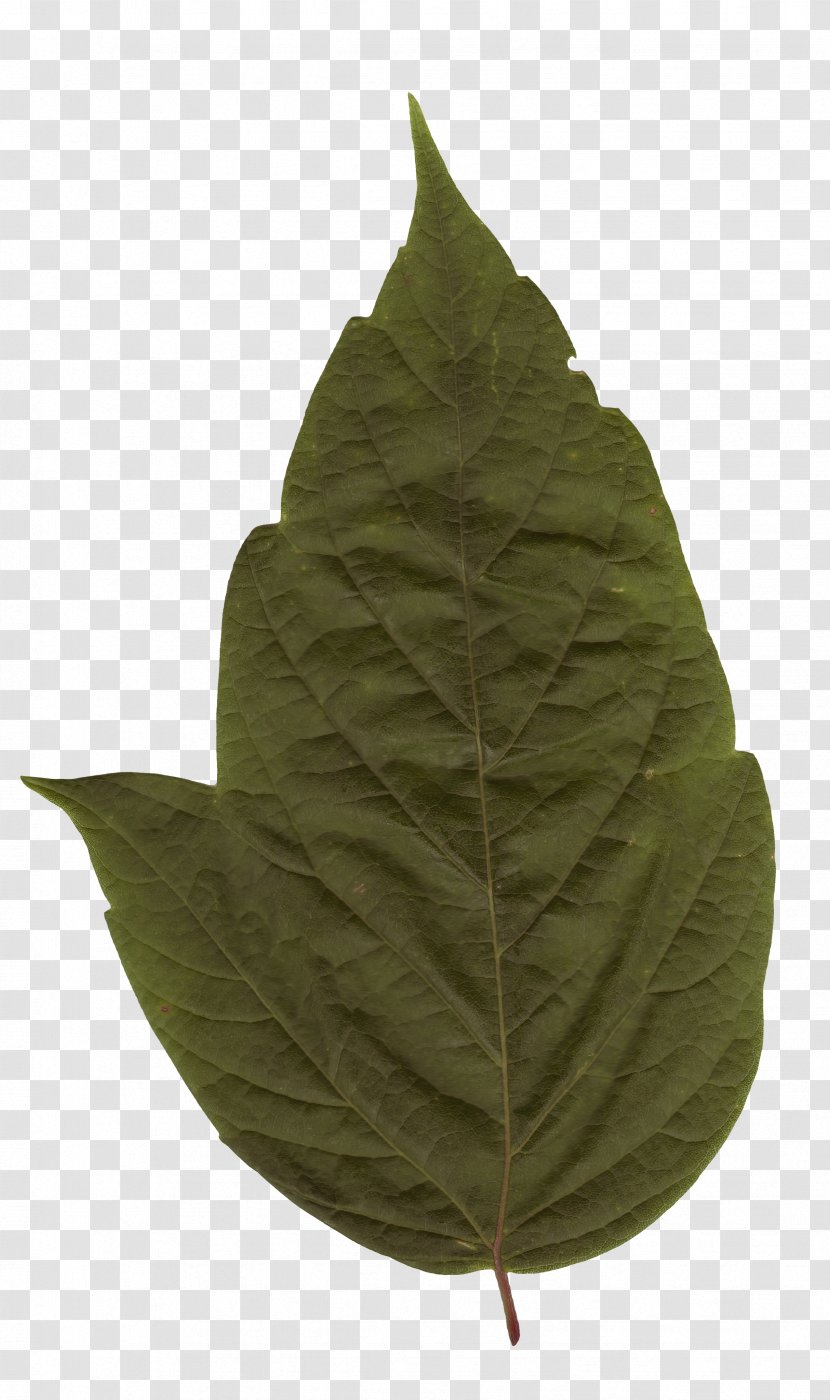 Plant Leaf - Texture Transparent PNG