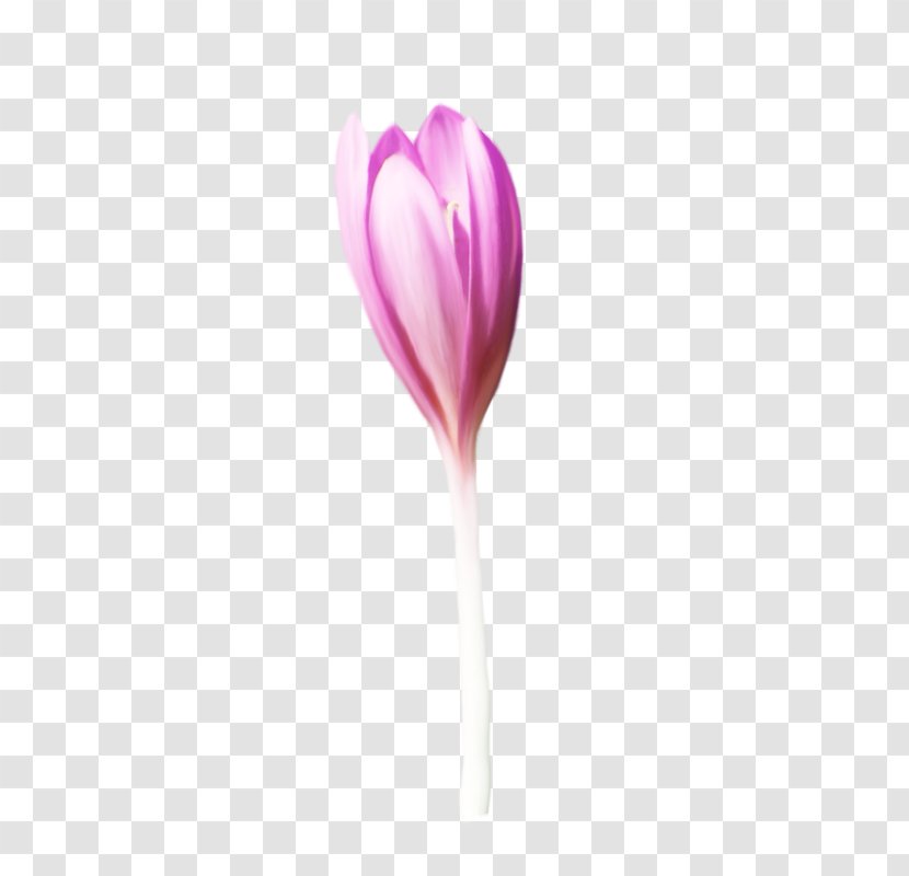 Pink Flower Cartoon - Plant - Anthurium Crocus Transparent PNG