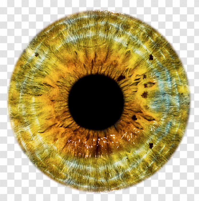 Eye Clip Art - Silhouette - Golden Transparent PNG