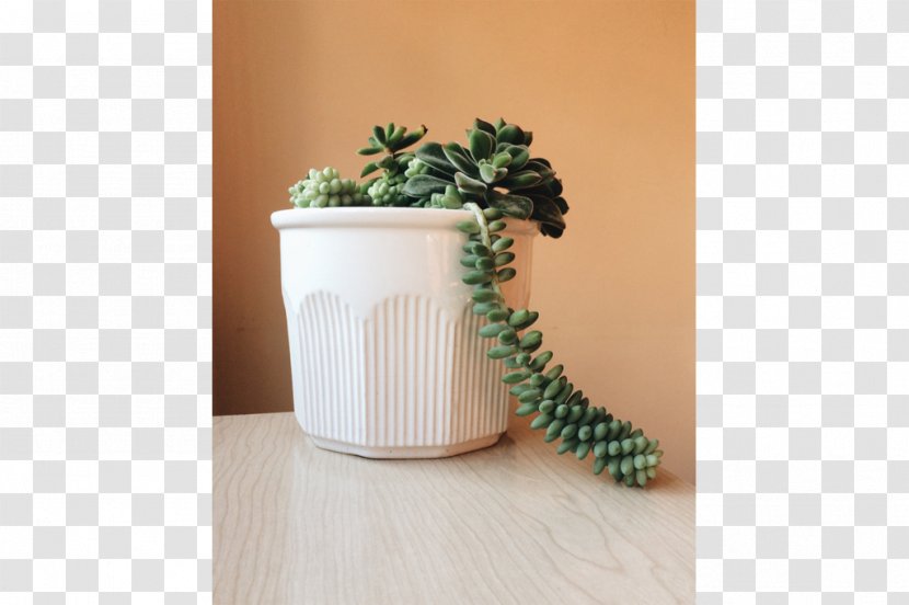 Ceramic Flowerpot Plant - Design Transparent PNG