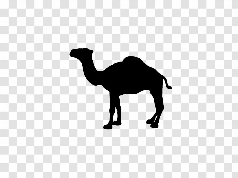 Cigar - Arabian Camel - Silhouette Transparent PNG