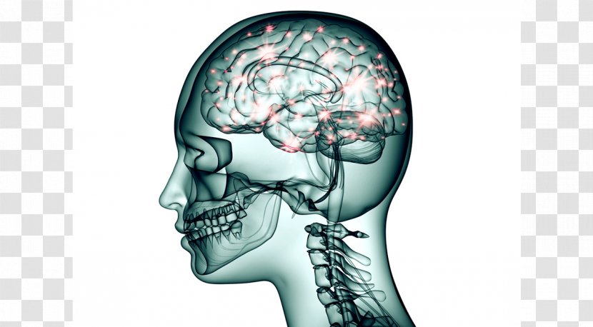 Brain Topiramate Neuron Neurology Nervous System - Frame - Function Transparent PNG