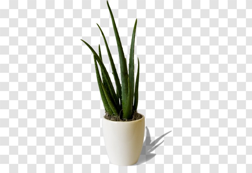 .net Cactaceae .com Blog - Agave - Plant Transparent PNG