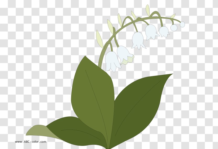 Lily Of The Valley Drawing Raster Graphics Flower Clip Art - Watercolor Transparent PNG