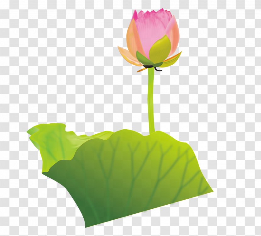 Buddhism Clip Art - Flowering Plant - Lotus Vector Material Transparent PNG