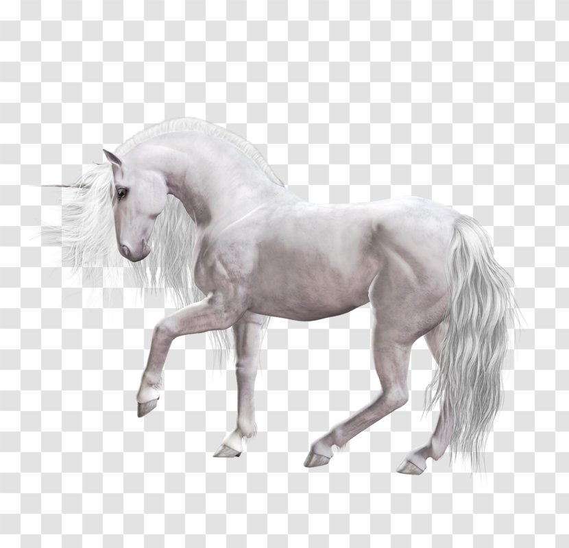 Unicorn Mustang Mane Foal Stallion Transparent PNG