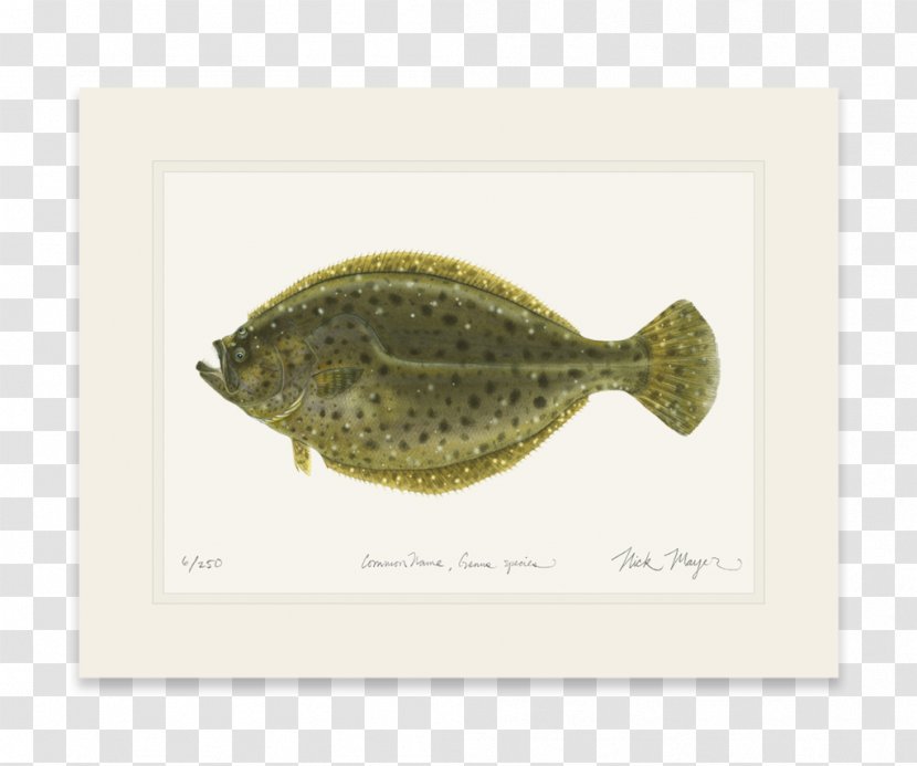 Flatfish - Fluke Transparent PNG