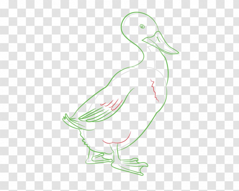 Duck Cygnini Seabird Beak Illustration - Swan Transparent PNG