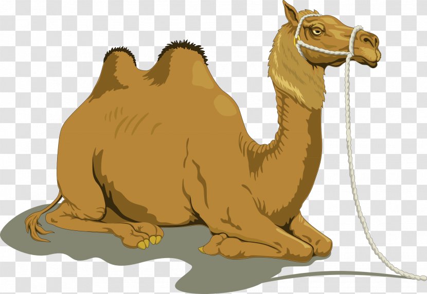 Bactrian Camel Dromedary Clip Art - Fauna Transparent PNG