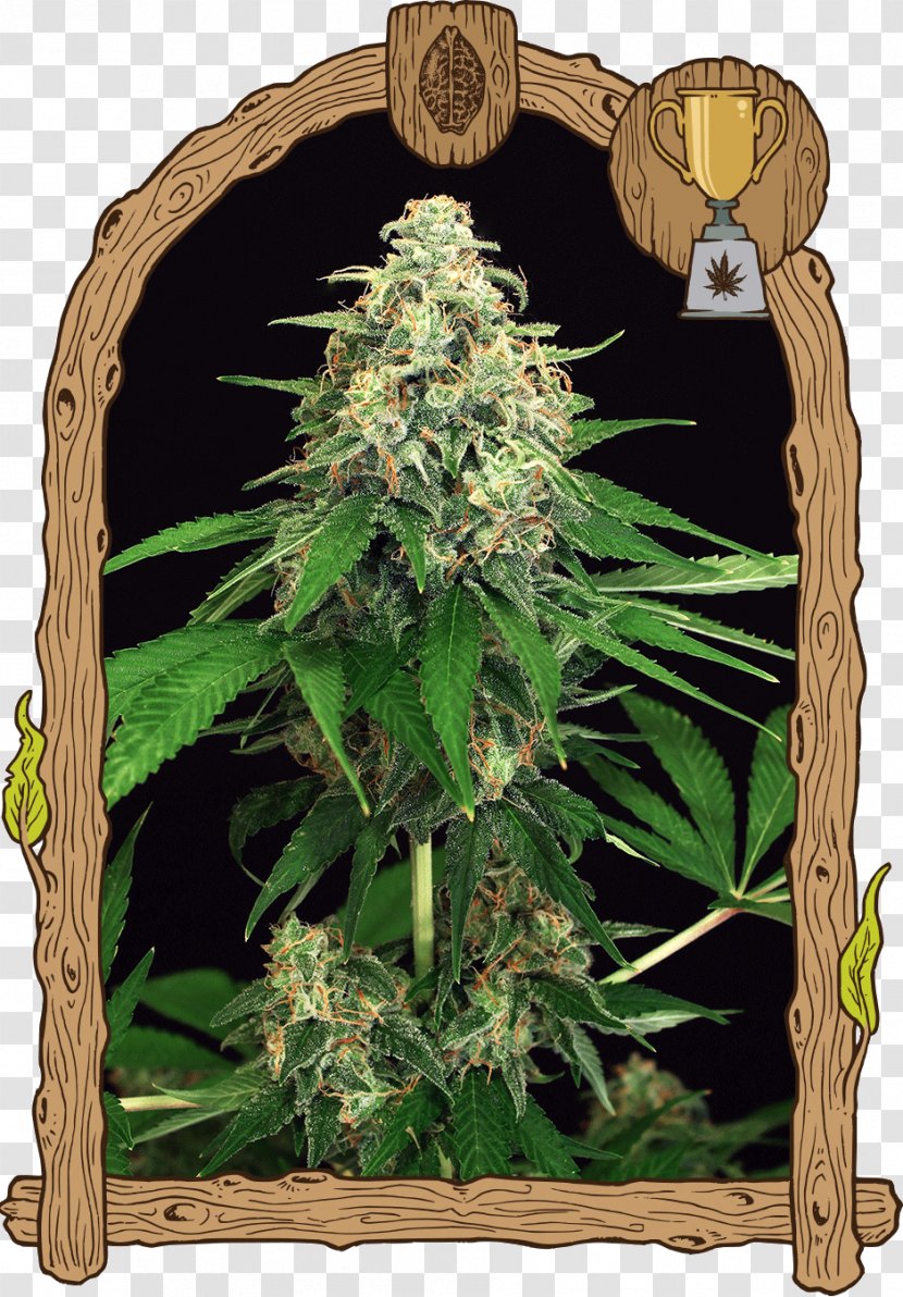 Seed Bank Marijuana Cannabis Company - Grass Transparent PNG