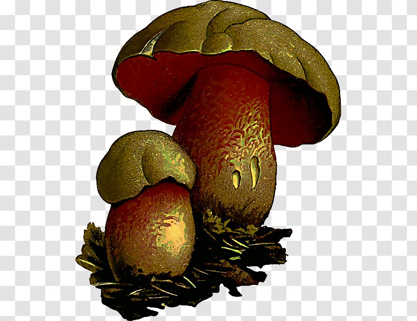 Bolete Mushroom Shiitake Penny Bun Agaric - Edible - Ingredient Plant Transparent PNG