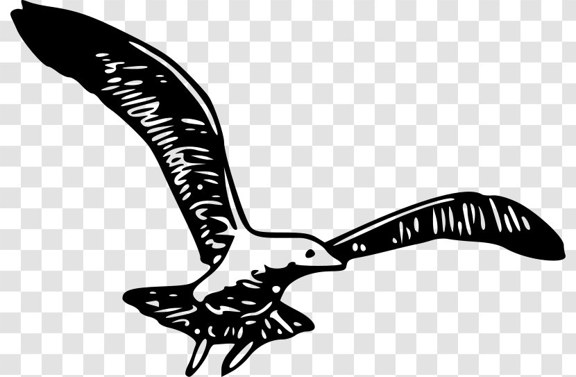 Bird Wing Clip Art - Beak Transparent PNG