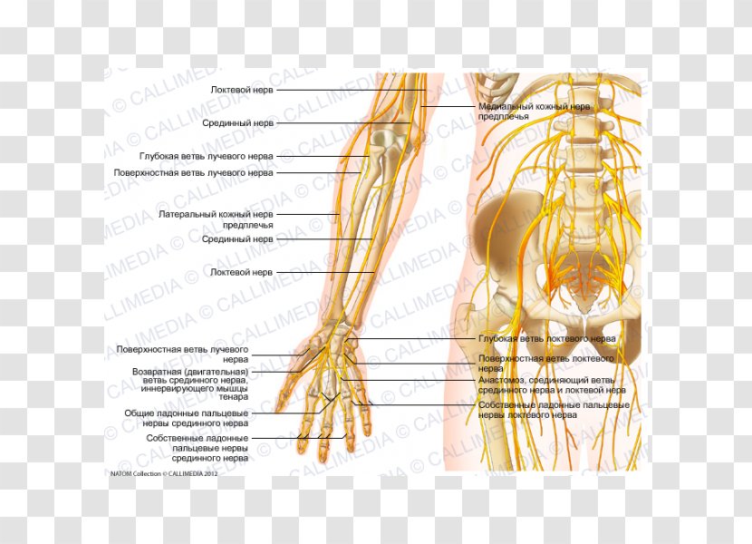 Nerve Forearm Elbow Anatomy - Heart - Arm Transparent PNG