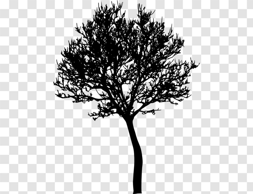 Photography Tree Transparent PNG