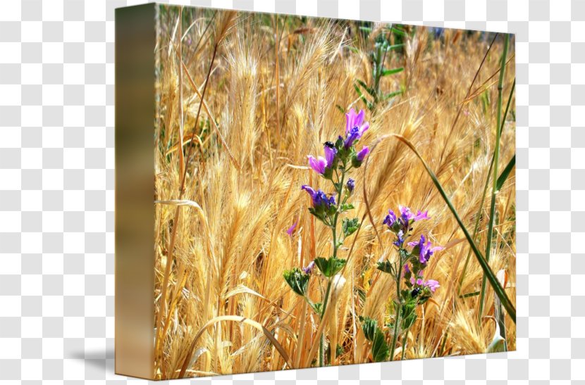 Wheat Gallery Wrap Wildflower Barley Meadow Transparent PNG
