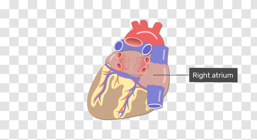 Heart Blood Vessel Coronary Circulation Small Cardiac Vein - Tree - Anatomical Transparent PNG