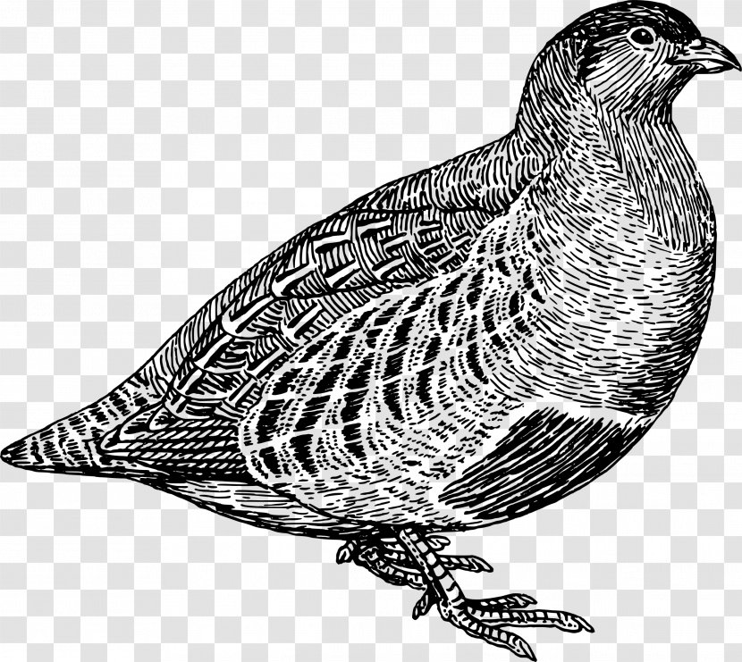 Partridge Quail Line Art Clip - Grouse - Publisher Transparent PNG