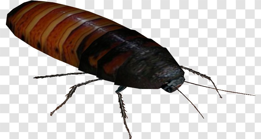 Creative Background - Madagascar Hissing Cockroach - Blister Beetles Oriental Transparent PNG