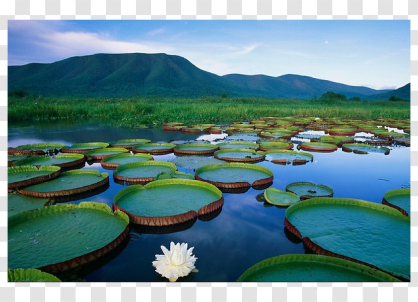 Pantanal Victoria Amazonica Wetland Corumbá White Water-Lily - Nature - Jaguar Transparent PNG
