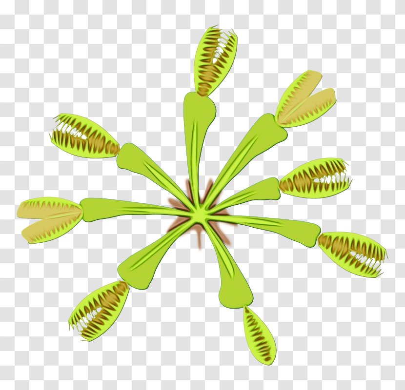 Leaf Green Plant Flower Grass - Nepenthes Vascular Transparent PNG