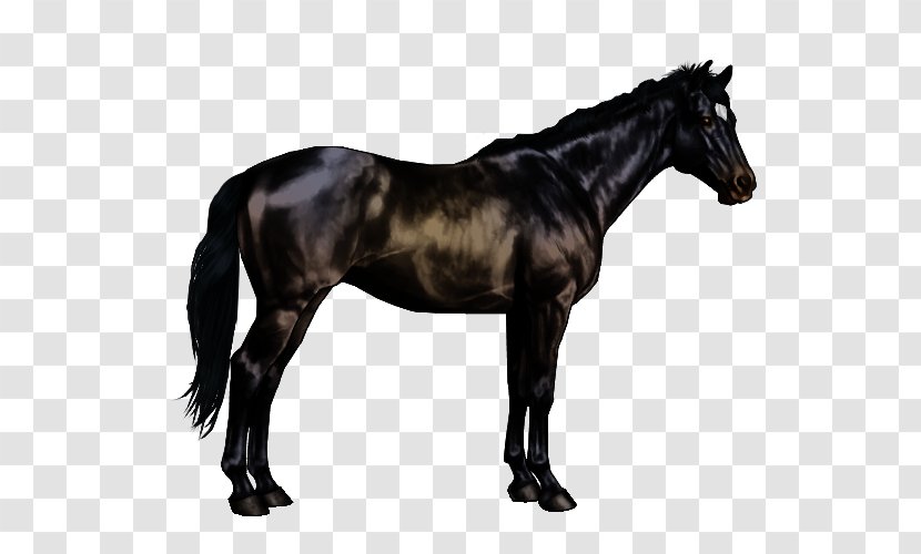 Arabian Horse Andalusian Stallion Mustang Appaloosa - Tack Transparent PNG