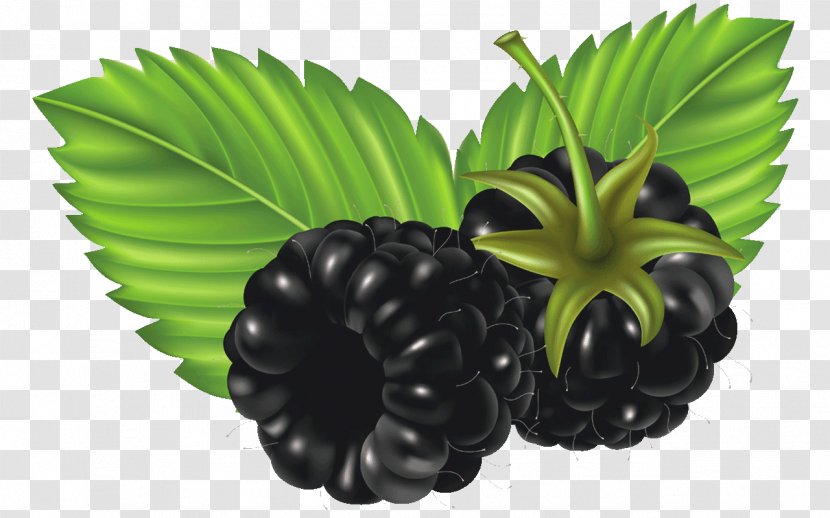 Blackberry Berries Fruit Raspberry Strawberry Transparent PNG