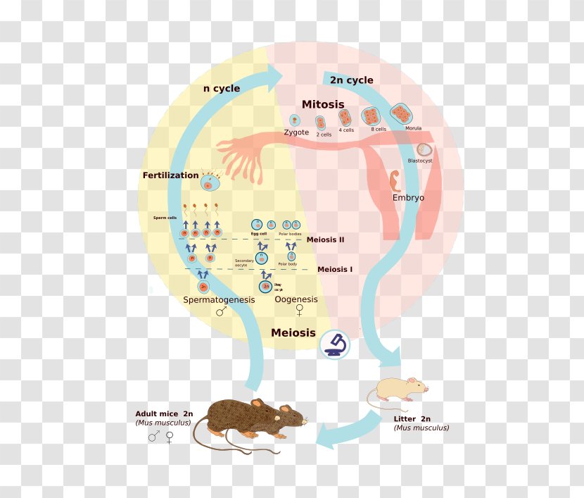 Biological Life Cycle Wikimedia Commons Célula Diploide Foundation Zygote - Cell - Haploid Transparent PNG