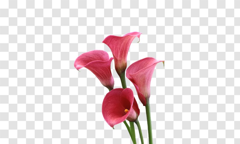 Arum-lily Cut Flowers Lilium - Bulb - Callalily Transparent PNG