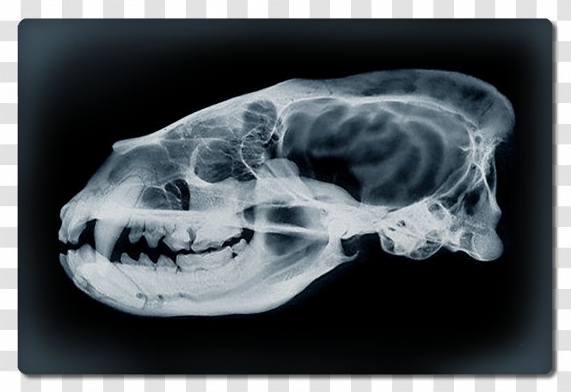 Computed Tomography Interparietal Bone Skull Medical Radiography - Index Term - Dessin Crane Transparent PNG