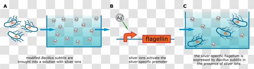 Graphic Design Brand Technology - Diagram Transparent PNG