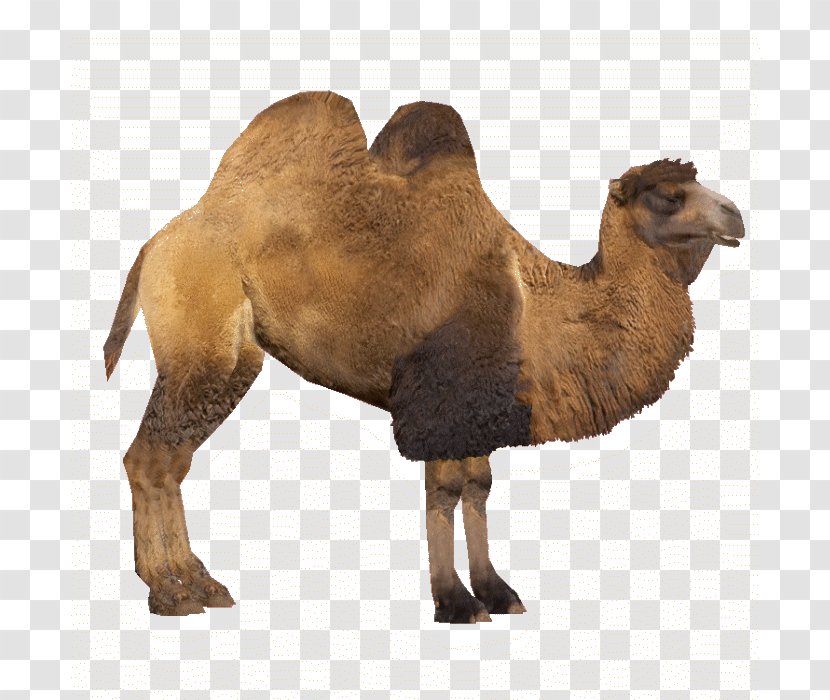 Bactrian Camel Zoo Tycoon 2 Dromedary - Fur Transparent PNG