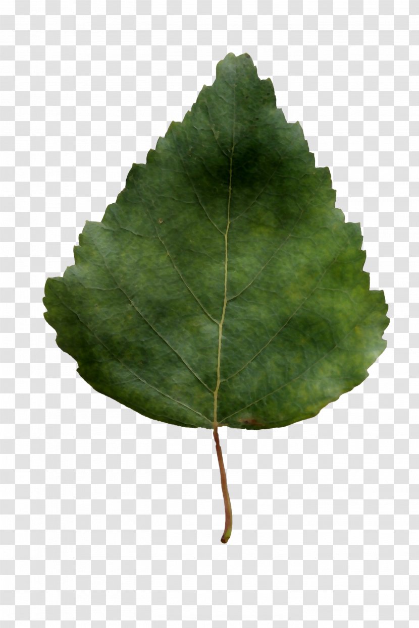 Leaf Tree - Flower Transparent PNG
