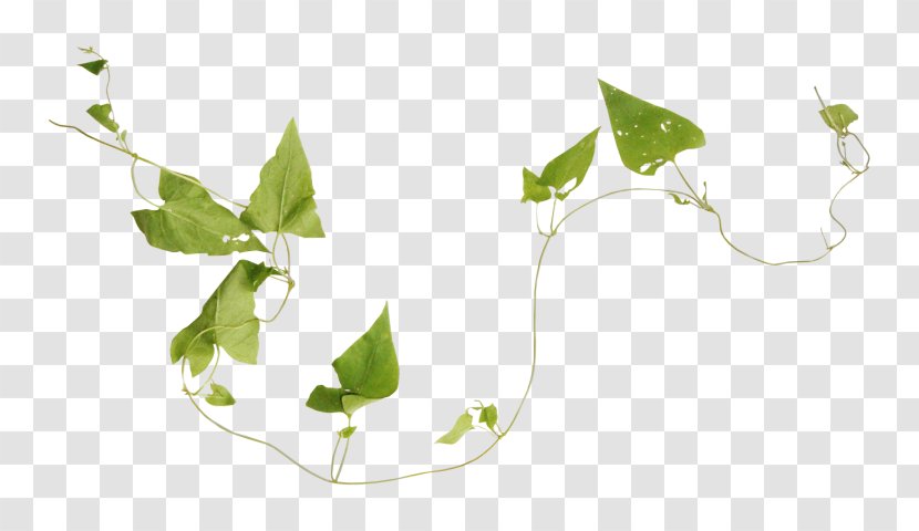 Herbaceous Plant Stem - Twig Transparent PNG