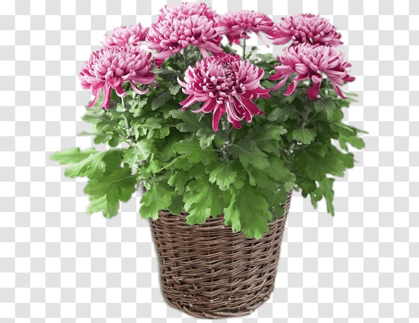 Houseplant Chrysanthemum ×grandiflorum Cut Flowers Dahlia - Plant Transparent PNG