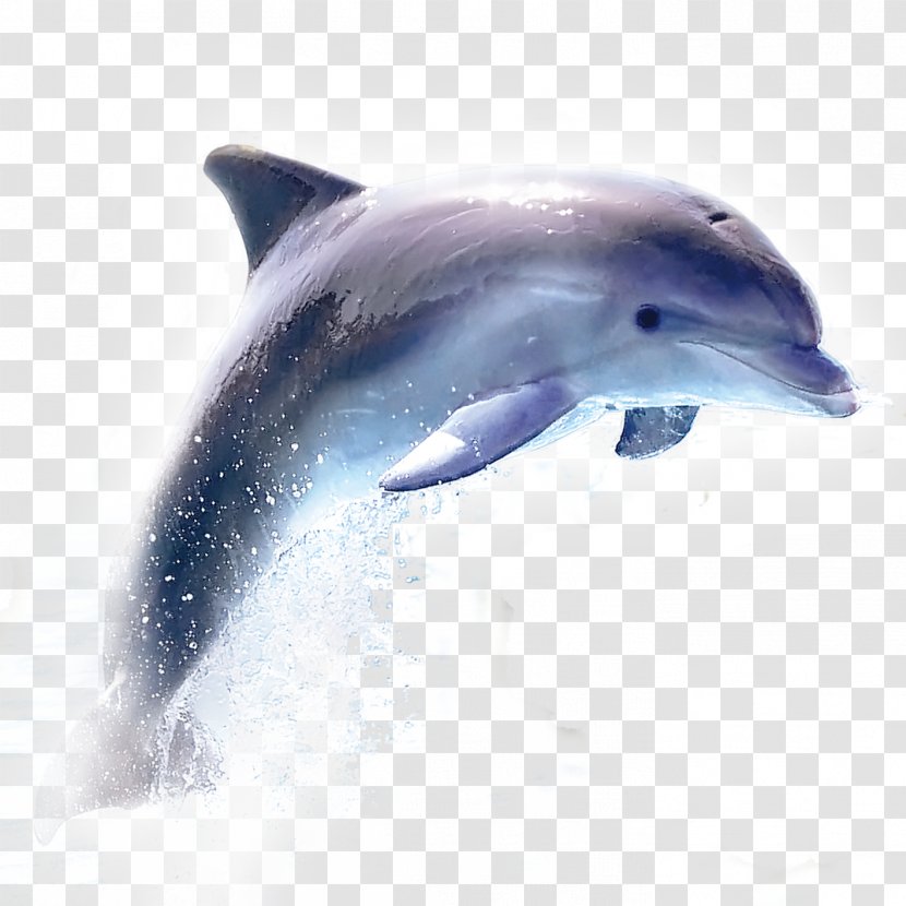 Dolphin - Marine Mammal - Wholphin Transparent PNG