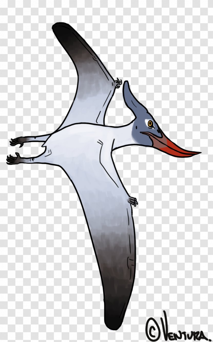 Albatross Shorebirds Cygnini Goose - Seabird Transparent PNG