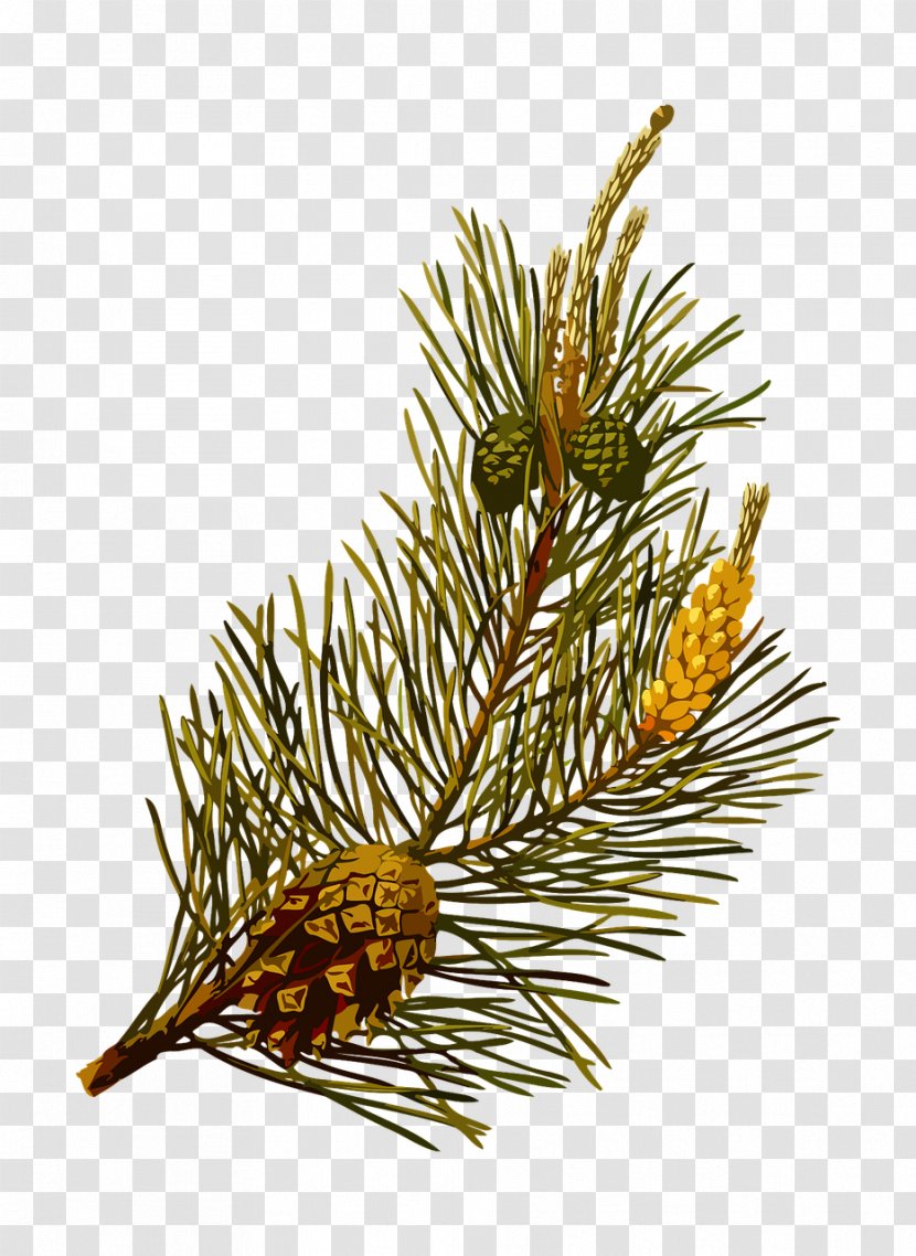 Köhler's Medicinal Plants Scots Pine Tree Conifer Cone Clip Art - Loblolly Transparent PNG