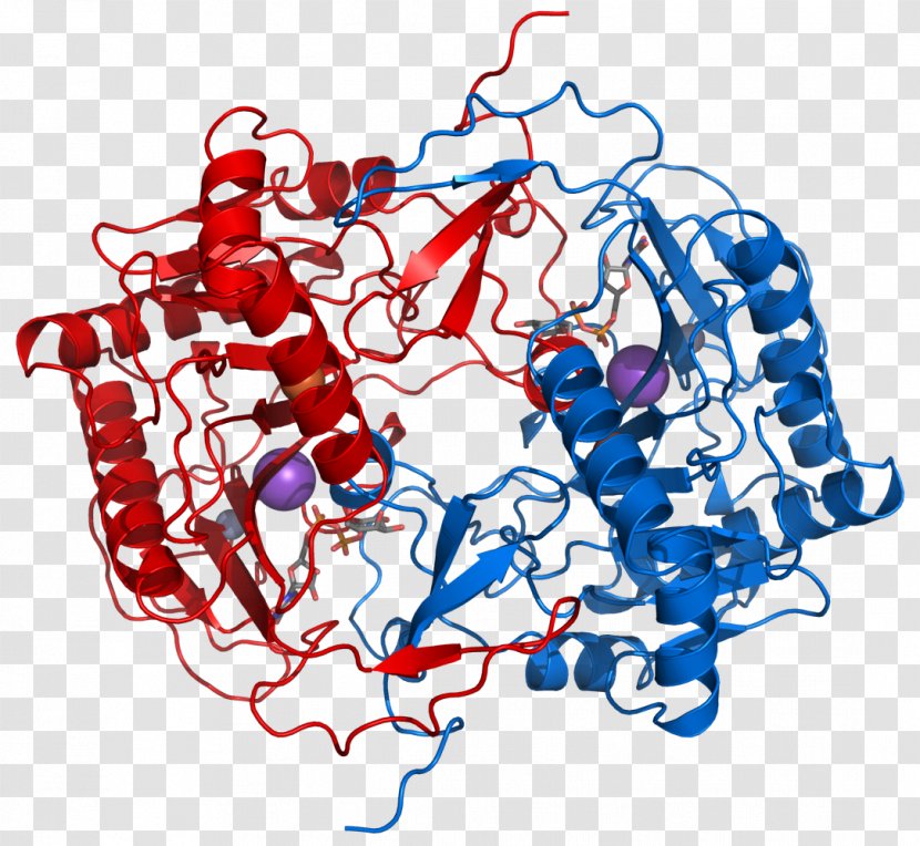 Galactose-1-phosphate Uridylyltransferase Deficiency Galactosemia Galactose 1-phosphate - Tree - E Coli Cartoon Transparent PNG