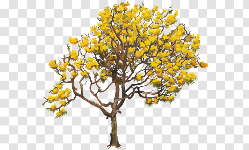 Yellow Tabebuia Chrysantha Twig Aurea Tree Transparent PNG