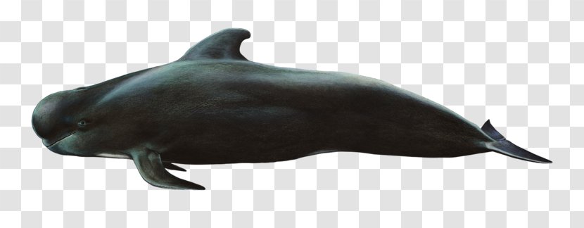 Common Bottlenose Dolphin Short-beaked Rough-toothed Tucuxi White-beaked - Longbeaked Transparent PNG