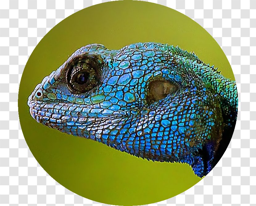 Iguanas Lizard Close-up - Reptile Transparent PNG