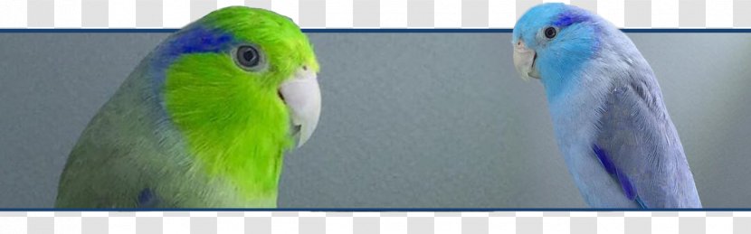 Budgerigar Lovebird Macaw Parrot - Tropical Birds Transparent PNG