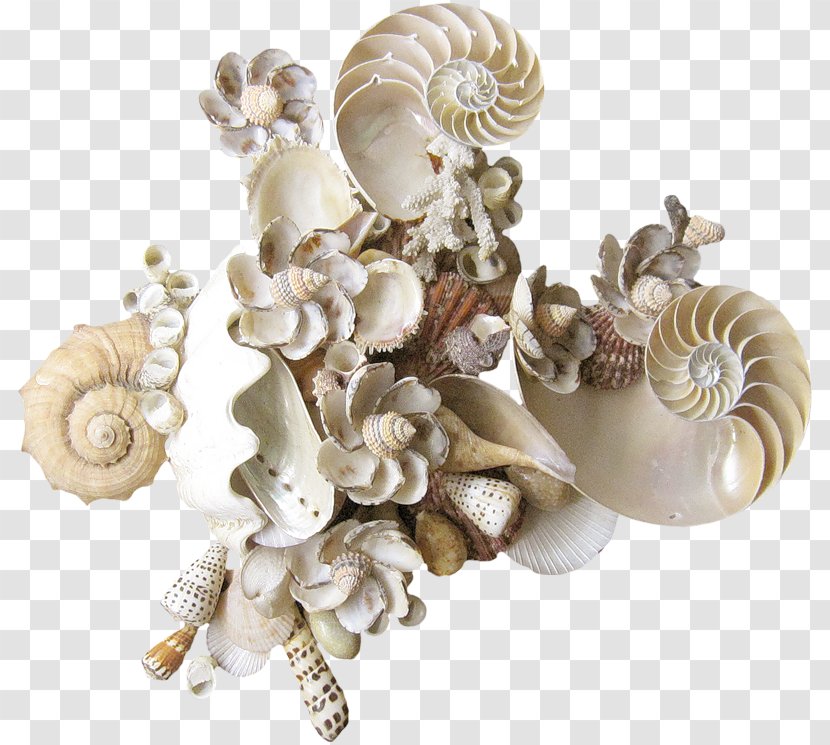 Seashell Conchology Mollusc Shell Clip Art Transparent PNG