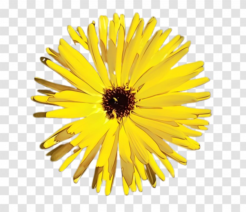 Dandelion Yellow Flower English Marigold - Flowering Plant - Daisy Family Transparent PNG
