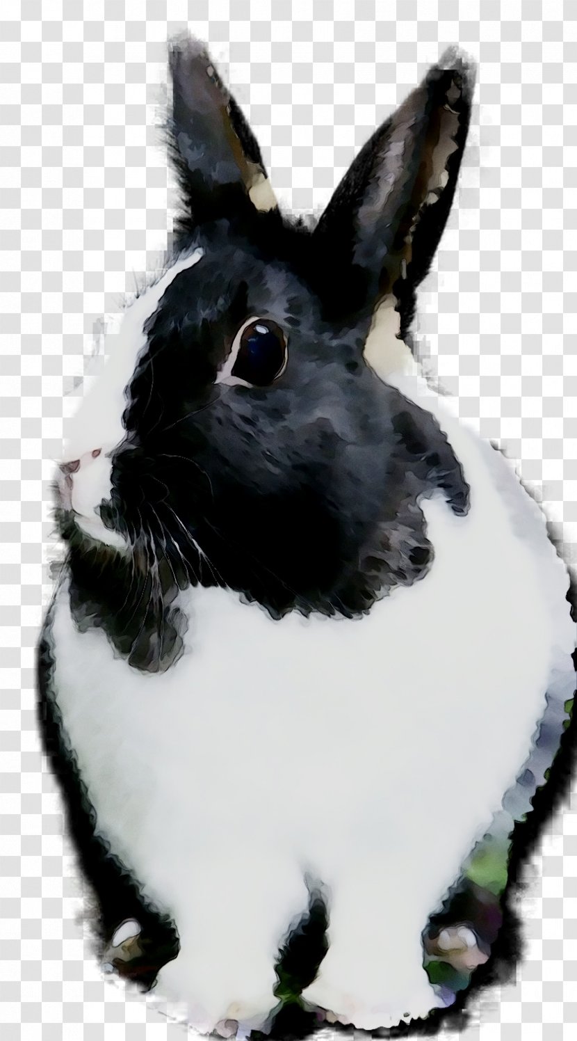 Domestic Rabbit Hare Whiskers Snout - Blackandwhite - Rabbits And Hares Transparent PNG