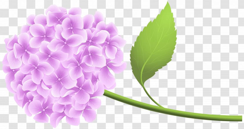 Clip Art - Floral Design - Pink Hortensia Transparent PNG