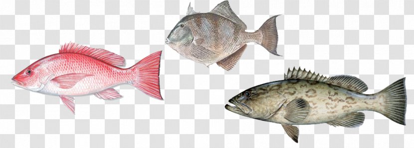 Grouper Snapper International Game Fish Association Transparent PNG