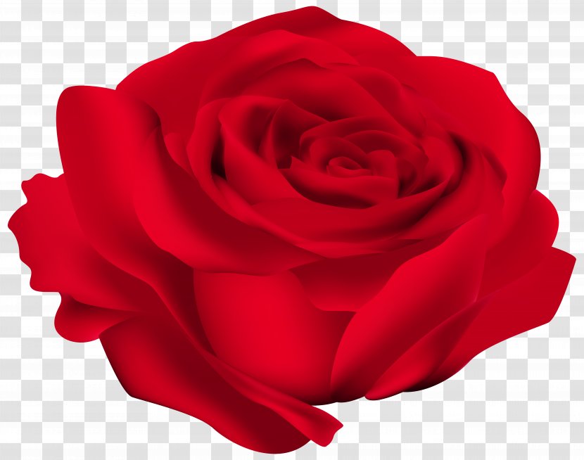 Rose Flower Clip Art - Red Transparent PNG