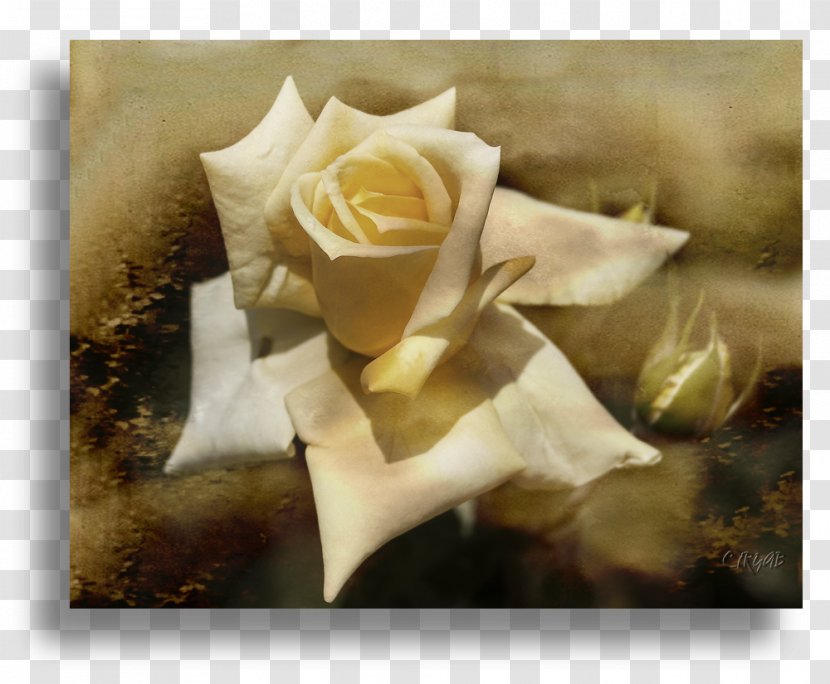 Garden Roses Still Life Photography Floristry - Rose Transparent PNG